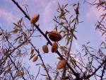 Kvetoucí mandloně na Mallorce